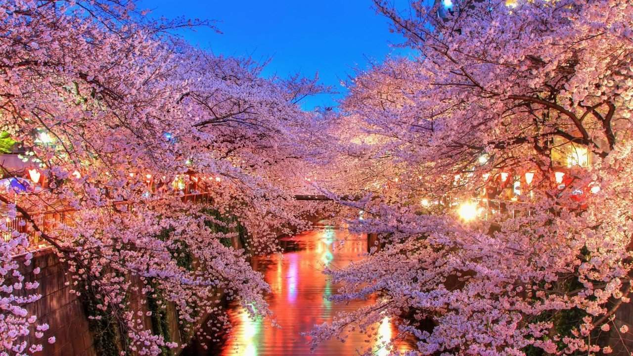 Tokyo Hanami 2016 - Custom Tours & Tailor Made Holidays in Japan